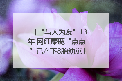“与人为友”13年 网红麋鹿“点点”已产下8胎幼崽