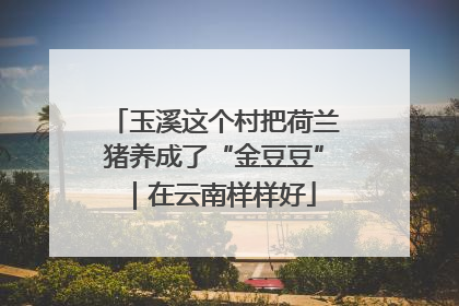 玉溪这个村把荷兰猪养成了“金豆豆”｜在云南样样好