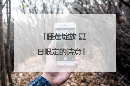 睡莲绽放 夏日限定的诗意