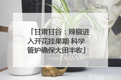 甘肃甘谷：辣椒进入开花挂果期 科学管护确保大田丰收