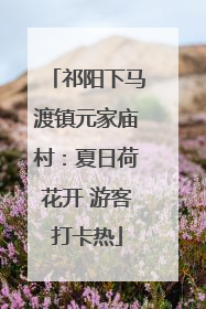 祁阳下马渡镇元家庙村：夏日荷花开 游客打卡热