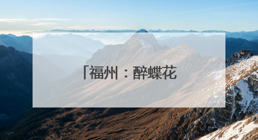福州：醉蝶花盛开引游人
