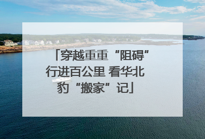 穿越重重“阻碍”行进百公里 看华北豹“搬家”记