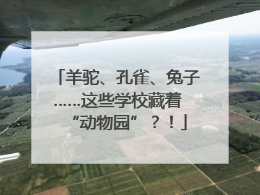 羊驼、孔雀、兔子……这些学校藏着 “动物园”？！