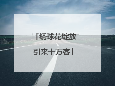 绣球花绽放 引来十万客