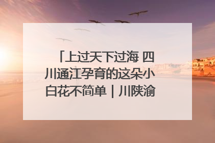 上过天下过海 四川通江孕育的这朵小白花不简单｜川陕渝网络名人巴中行