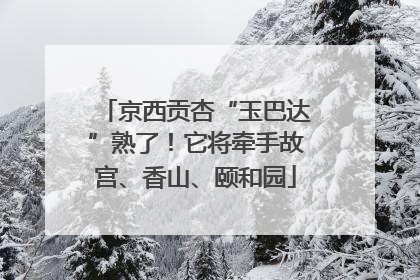 京西贡杏“玉巴达”熟了！它将牵手故宫、香山、颐和园