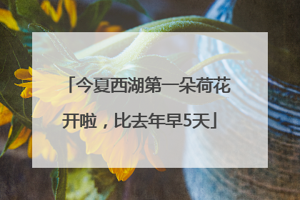 今夏西湖第一朵荷花开啦，比去年早5天