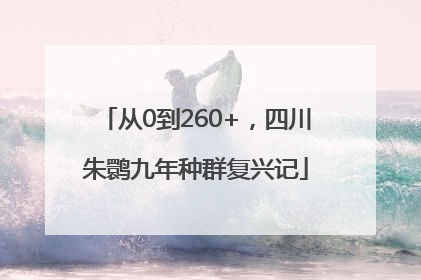 从0到260+，四川朱鹮九年种群复兴记