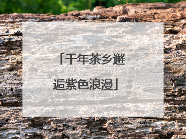 千年茶乡邂逅紫色浪漫
