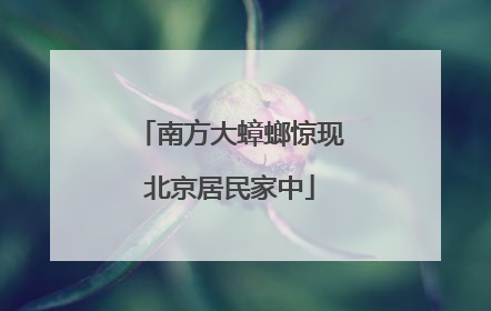 南方大蟑螂惊现北京居民家中