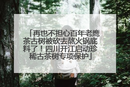 再也不担心百年老鹰茶古树被砍去熬火锅底料了！四川开江启动珍稀古茶树专项保护