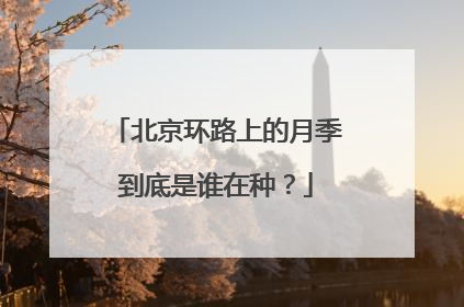 北京环路上的月季到底是谁在种？