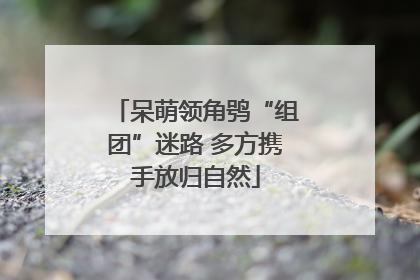 呆萌领角鸮“组团”迷路 多方携手放归自然