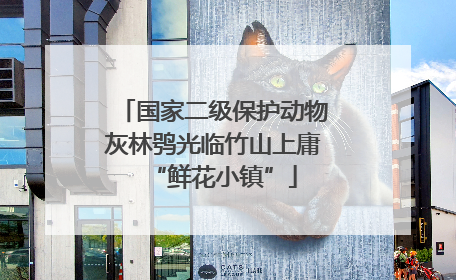 国家二级保护动物灰林鸮光临竹山上庸“鲜花小镇”