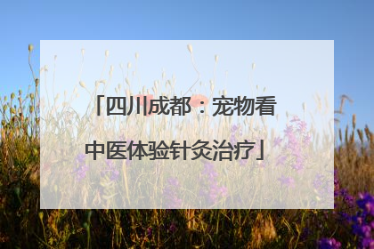 四川成都：宠物看中医体验针灸治疗
