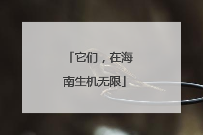 它们，在海南生机无限