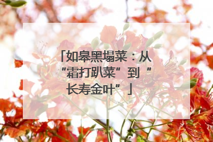 如皋黑塌菜：从“霜打趴菜”到“长寿金叶”