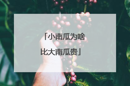 小南瓜为啥比大南瓜贵