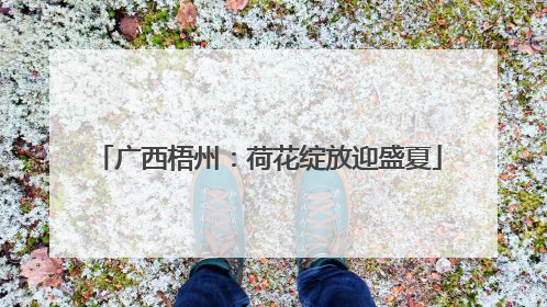 广西梧州：荷花绽放迎盛夏