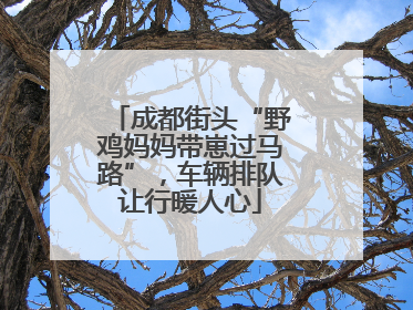 成都街头“野鸡妈妈带崽过马路”，车辆排队让行暖人心