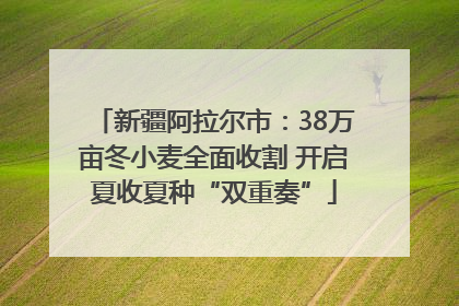 新疆阿拉尔市：38万亩冬小麦全面收割 开启夏收夏种“双重奏”