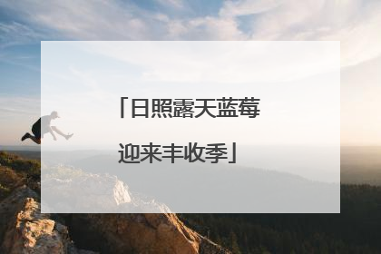 日照露天蓝莓迎来丰收季