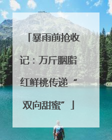 暴雨前抢收记：万斤胭脂红鲜桃传递“双向甜蜜”