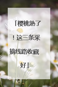 樱桃熟了！这三条采摘线路收藏好