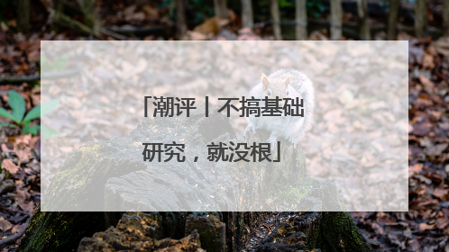 潮评丨不搞基础研究，就没根