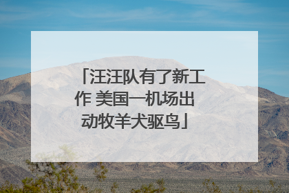 汪汪队有了新工作 美国一机场出动牧羊犬驱鸟