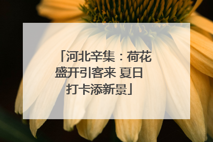 河北辛集：荷花盛开引客来 夏日打卡添新景