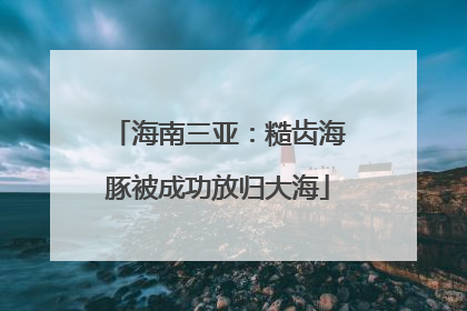 海南三亚：糙齿海豚被成功放归大海