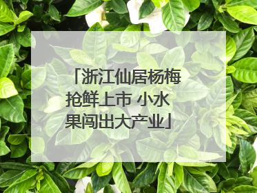 浙江仙居杨梅抢鲜上市 小水果闯出大产业