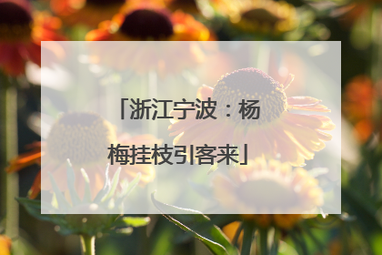 浙江宁波：杨梅挂枝引客来