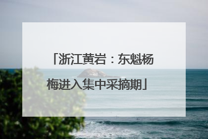 浙江黄岩：东魁杨梅进入集中采摘期