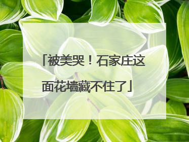 被美哭！石家庄这面花墙藏不住了