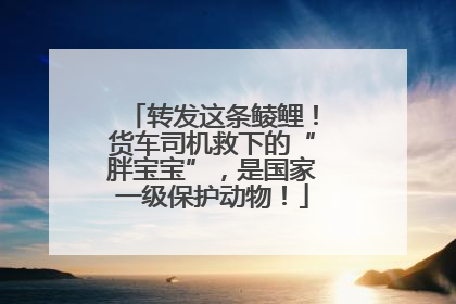 转发这条鲮鲤！货车司机救下的“胖宝宝”，是国家一级保护动物！
