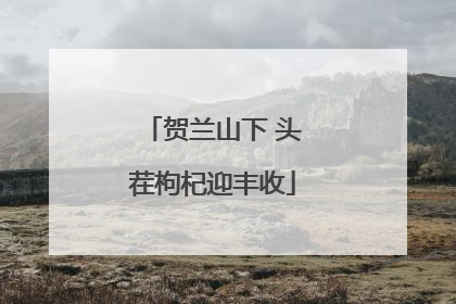 贺兰山下 头茬枸杞迎丰收