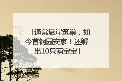 通常悬崖筑巢，如今首钢园安家！还孵出10只萌宝宝