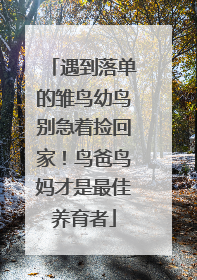 遇到落单的雏鸟幼鸟别急着捡回家！鸟爸鸟妈才是最佳养育者