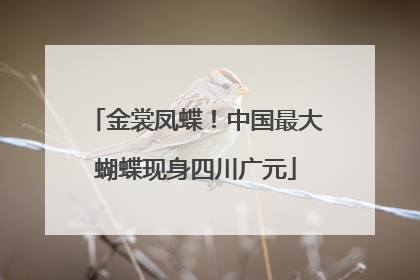 金裳凤蝶！中国最大蝴蝶现身四川广元