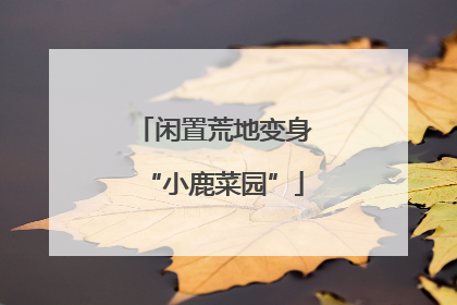 闲置荒地变身“小鹿菜园”