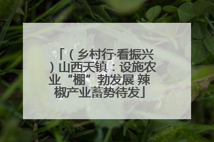 （乡村行·看振兴）山西天镇：设施农业“棚”勃发展 辣椒产业蓄势待发