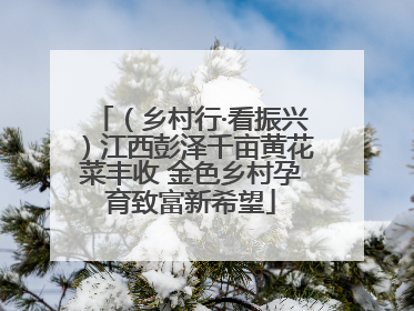 （乡村行·看振兴）江西彭泽千亩黄花菜丰收 金色乡村孕育致富新希望