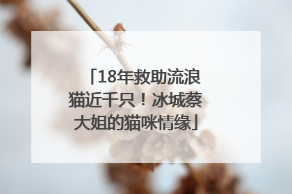 18年救助流浪猫近千只！冰城蔡大姐的猫咪情缘