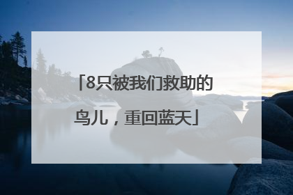 8只被我们救助的鸟儿，重回蓝天
